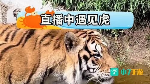 老虎直播