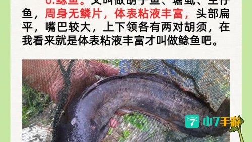 哪种鱼不属于鱼类