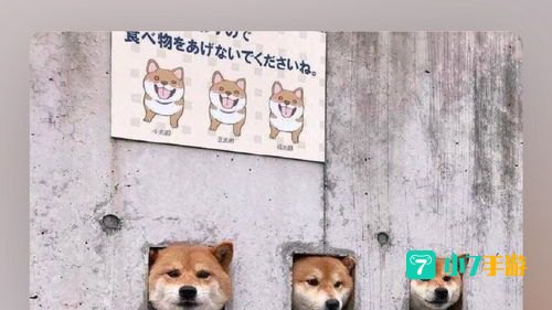 ptsd是什么意思梗