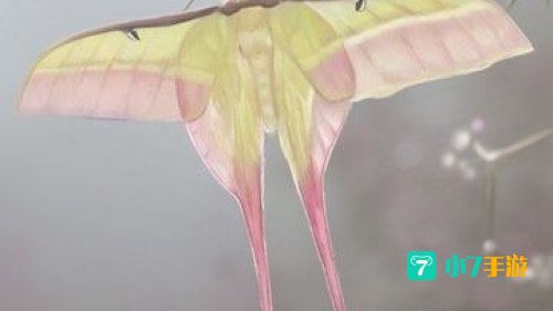 花鸟鱼虫连连看